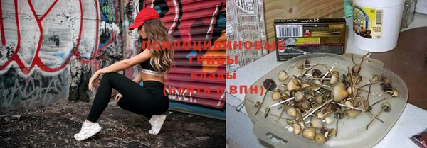 стафф Арсеньев